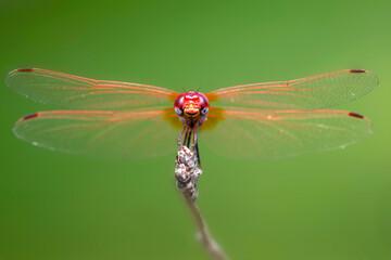 Wall Mural - Dragonfly. Macro nature. Nature background. 