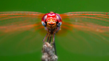 Wall Mural - Dragonfly. Macro nature. Nature background. 