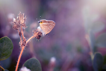 Wall Mural - A beautiful butterfly photographed in its habitat. Nature background. Lampides boeticus. Pea blue. Long tailed Blue.