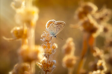 Wall Mural - A beautiful butterfly photographed in its habitat. Nature background. 