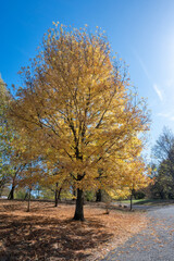 Wall Mural - Autumn view of South Park in city of Sofia, Bulgaria