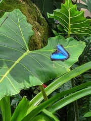 A blue morpho butterfly sitting on a leaf