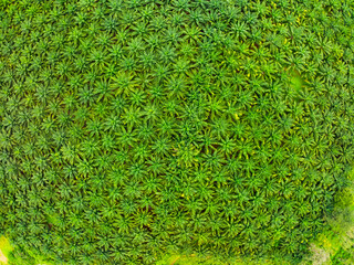 Row of palm tree plantation garden on high mountain in phang nga thailand Aerial view drone high angle view