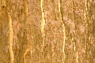 The bark pattern of the Trembesi tree or Samanea Saman is a tall tree species with a large trunk and strong roots. The bark of the Samanea saman tree taken close up as a background