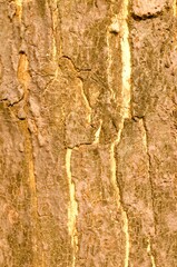 The bark pattern of the Trembesi tree or Samanea Saman is a tall tree species with a large trunk and strong roots. The bark of the Samanea saman tree taken close up as a background