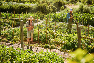 Gardening, farm and couple in nature with plant for growth, soil inspection and harvest crops. Agriculture, countryside and man and woman on tablet in garden for sustainable, organic and natural food