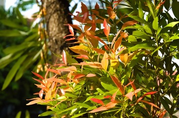 Photo of the leaves of Red Shoots (Syzygium myrtifolium) which is an anti-pollution plant that is able to absorb more carbon dioxide than other trees