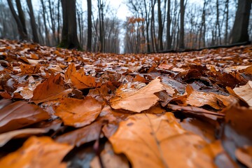 Wall Mural - Hunting Forest in late autumn, captured in a photo where the leaves have mostly fallen, leaving the trees bare and the ground covered in a thick carpet of orange and brown