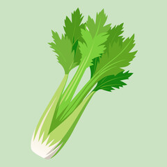 Poster - celery vegetable vector illustration