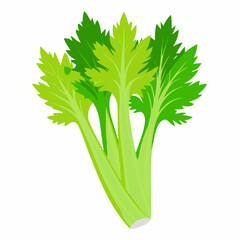 Poster - celery vegetable vector illustration