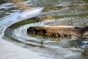 A nutria animal swimming in a clear water river