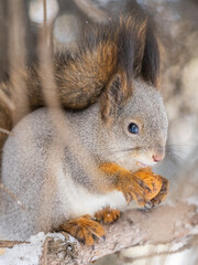 Canvas Print - The squirrel with nut sits on tree in the winter or late autumn