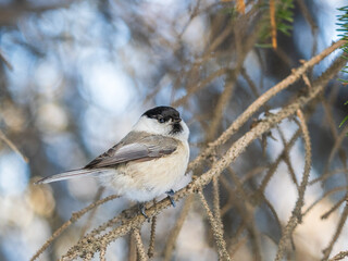 Wall Mural - Cute bird the willow tit, song bird sitting on a branch without leaves in the winter.