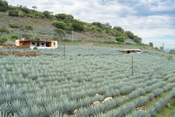 hay dos casas en el paisaje del campo de agaves en las montañas de tequila jalisco méxico.