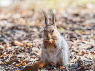 Sticker - Squirrel in autumn or spring with nut on the green grass with fallen yellow leaves