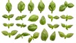 © Chirawan - Isolated white background image of fresh Basil, a herb, a popular spice used in cooking, aromatic and healthy.