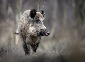 Wall Mural - Wild boar close up ( Sus scrofa )