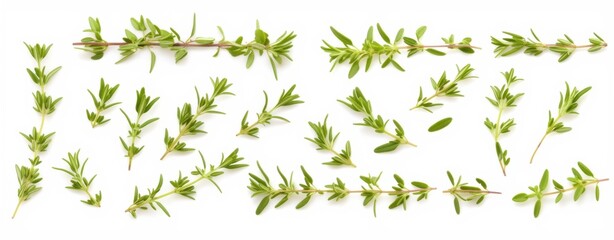 Isolated white background image of fresh a herb, a popular spice used in cooking, aromatic and healthy.