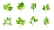 © phurinee - A set of fresh parsley leaves, perfect for garnishing and adding a bright flavor to dishes..