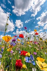 Wall Mural - Colorful wildflowers bloom in a meadow with a blue sky and white clouds.