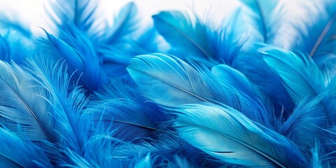 Close up of beautiful blue feathers spreading in a bunch