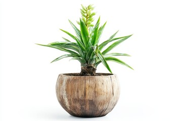 Wall Mural - A green plant in a wooden pot, showcasing nature's beauty and indoor decoration.