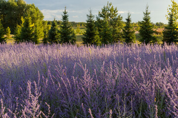 Poster - Field of the blooming Salvia yangii in summer sunny morning