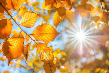 Poster - Sunlight streams through vibrant autumn leaves on a tree, Sunlight filtering through a canopy of autumn leaves, creating a warm glow