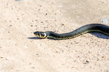 Daytime,side view of a calm yellow-cheeked snake(Natrix natrix), sometimes called the grass snake lying on sandy path in rural environment