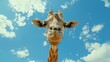 © liliyabatyrova - A giraffe is looking up at the sky with a smile on its face