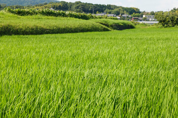 Rice plants in the rice fields summer
