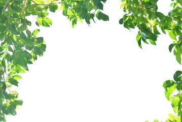 In selective focus a tropical tree with leaves branches and sunlight on white isolated background for green foliage backdrop 