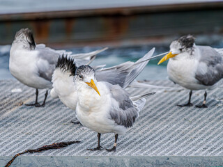 Wall Mural -  Four Terns On Windy Pier