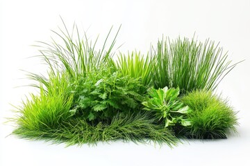 Wall Mural - A vibrant arrangement of various green plants and herbs.