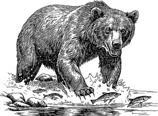 Bear catching fish in the river. Engraving style.