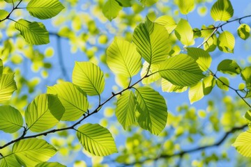 Wall Mural - Beech Magic: Fresh Green Leaves Covering the Spring Sky