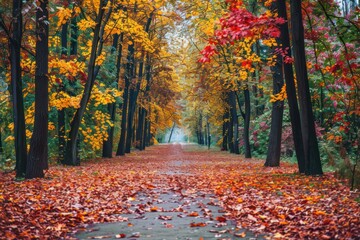 Wall Mural - Autumnal Forest Path