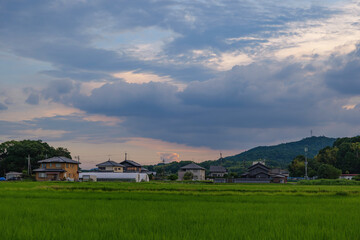 Japanese farming villages, countryside, rice fields, meadows, and fields in summer