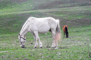 White and brown horses tied with a rope graze in a clearing with fresh grass