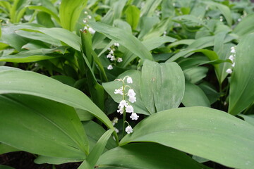 Bloom of lily of the valley in mid May