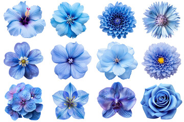 Canvas Print - PNG blue flower design element set, transparent background