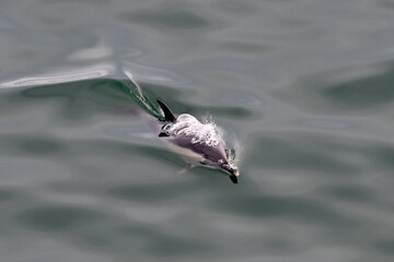 Common dolphin coming to the surface for air alone in the ocean.