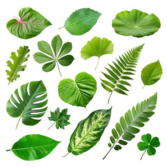 Canvas Print - PNG green leaf design element set, transparent background