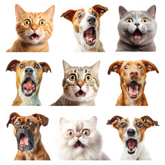 Canvas Print - PNG surprised pet design element set, transparent background