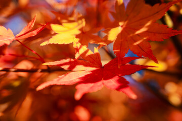 Wall Mural - beautiful maple leaves on the tree in autumn season.