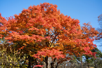 Wall Mural - beautiful maple leaves on the tree in autumn season.