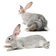 Wall Mural - grey rabbit on a white background