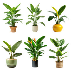 Poster - PNG Tropical indoor plant design element set, transparent background