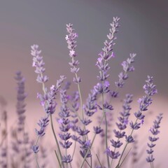 Canvas Print - Lavender flowers with a soft pink background.