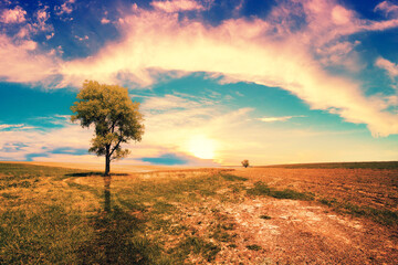 Rural landscape with a lonely tree on an uncultivated field in spring during sunset